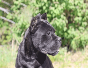 cane corso štene