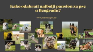 Kako odabrati najbolji pansion za pse u Beogradu?