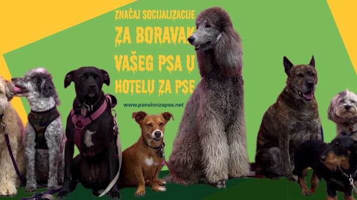 značaj socijalizacije za boravak psa u hotelu za pse