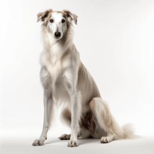 borzoi