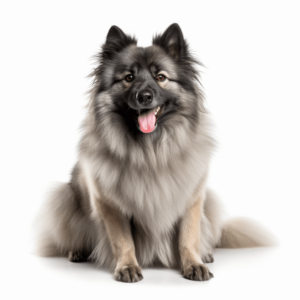 keeshond