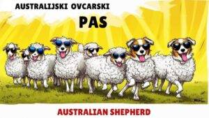 Australijski ovcarski pas